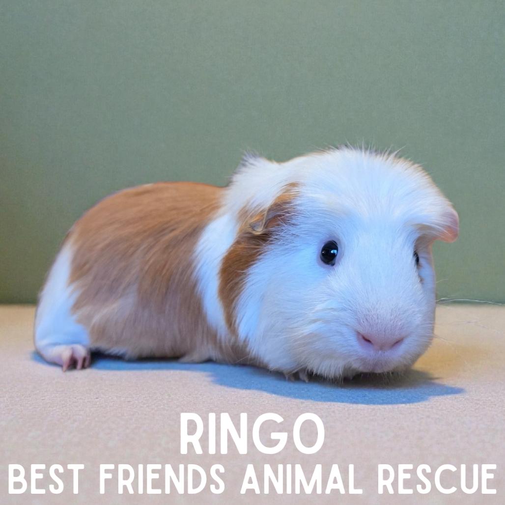 Enlarge Ringo, a Adoptable mixed breed in Wasilla, AK image 1/1