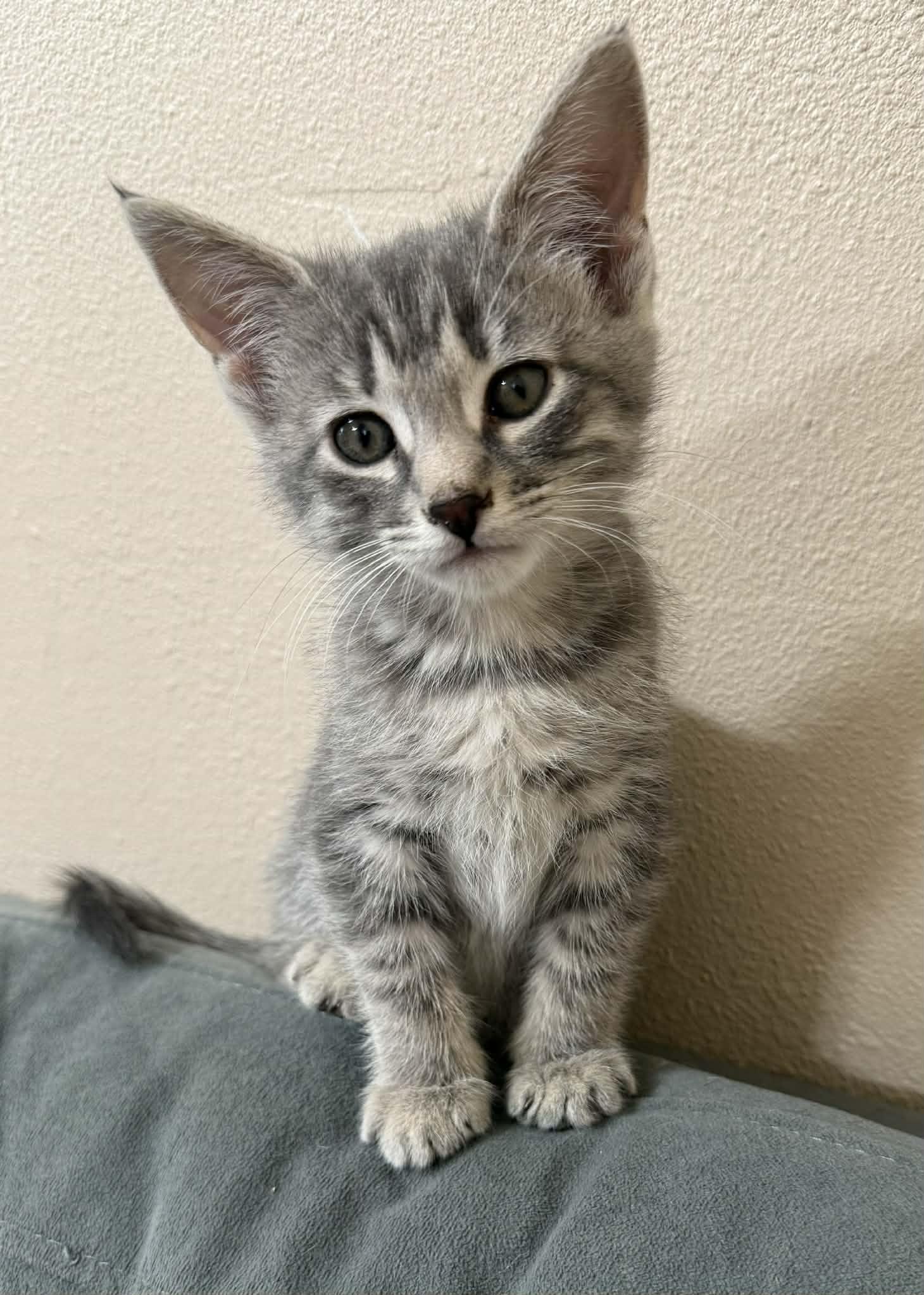 Enlarge Krackle, a ADOPTABLE Domestic Short Hair in Tehachapi, CA image 1/4