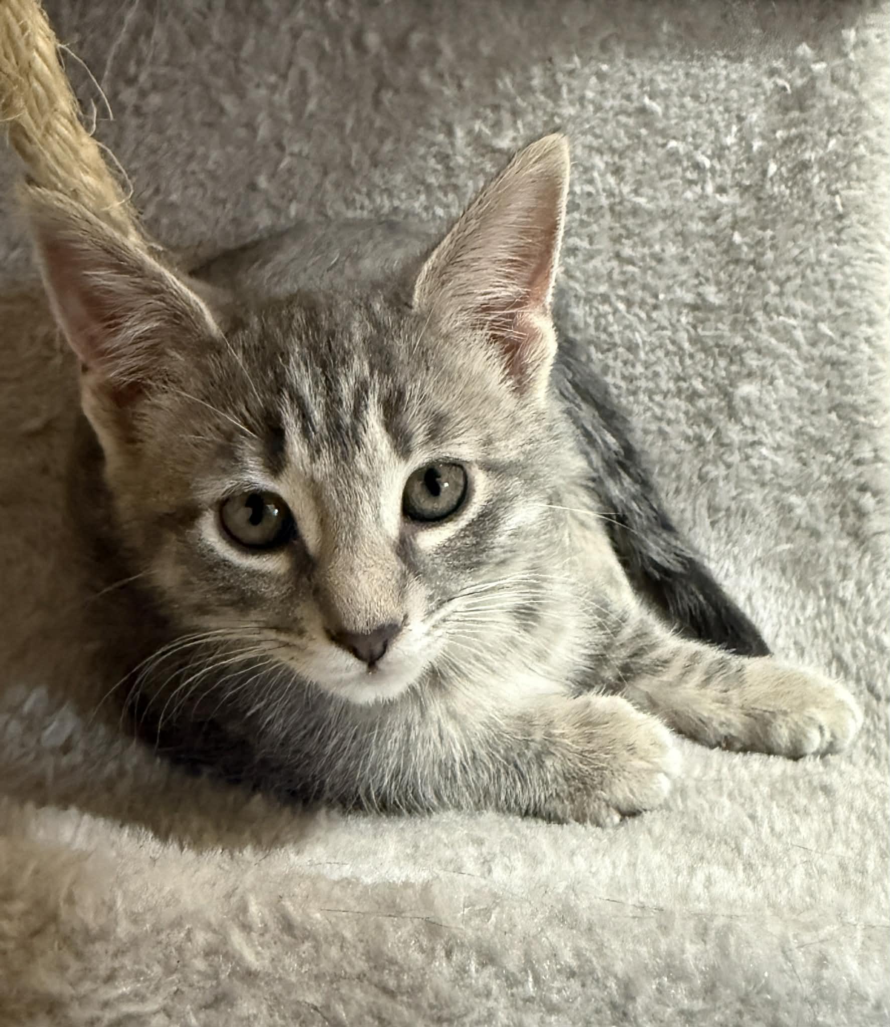 Enlarge Krackle, a ADOPTABLE Domestic Short Hair in Tehachapi, CA image 4/4