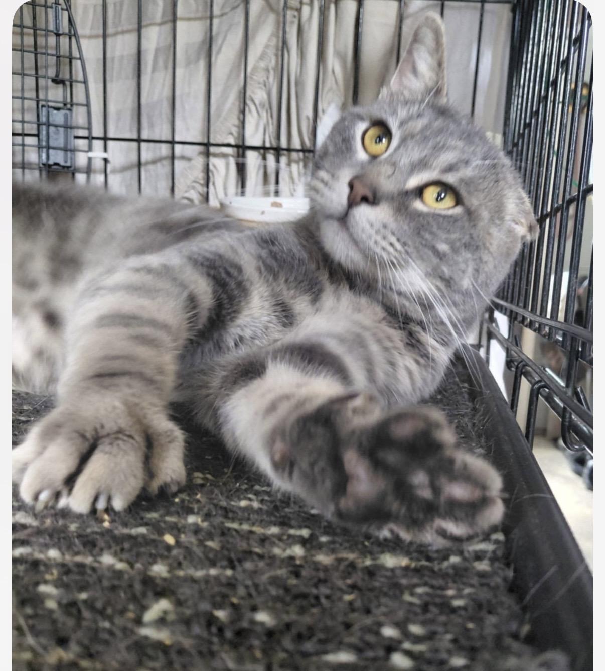 Enlarge Sir Cottontail, a Adoptable Domestic Short Hair in Stewartsville, NJ image 1/3