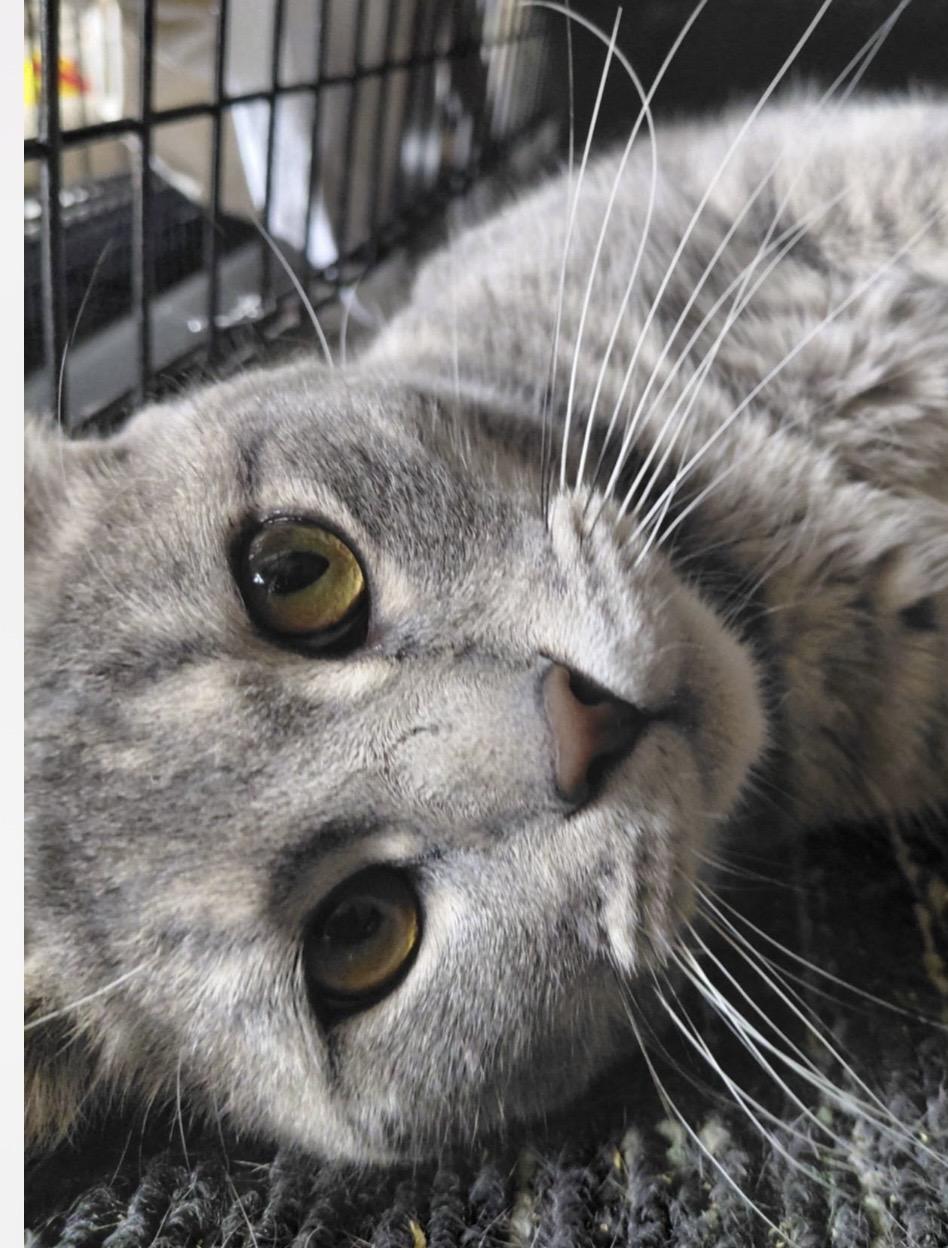 Enlarge Sir Cottontail, a Adoptable Domestic Short Hair in Stewartsville, NJ image 2/3
