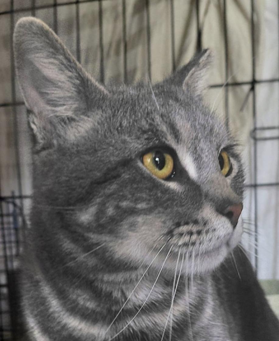 Enlarge Sir Cottontail, a Adoptable Domestic Short Hair in Stewartsville, NJ image 3/3
