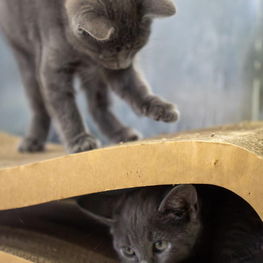 Dawn, Adoptable, Kitten Female Domestic Short Hair.