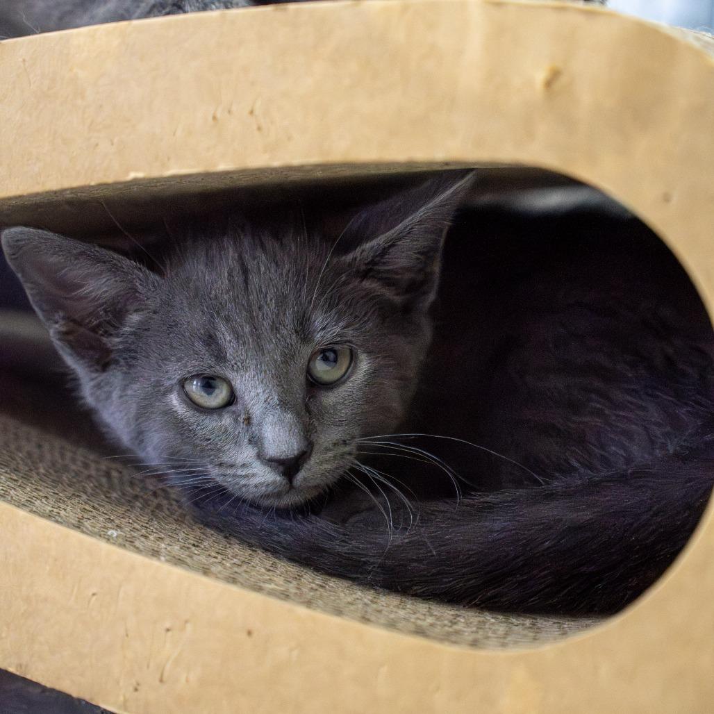 Dawn, a Adoptable Domestic Short Hair in Elizabeth City, NC image 2/6