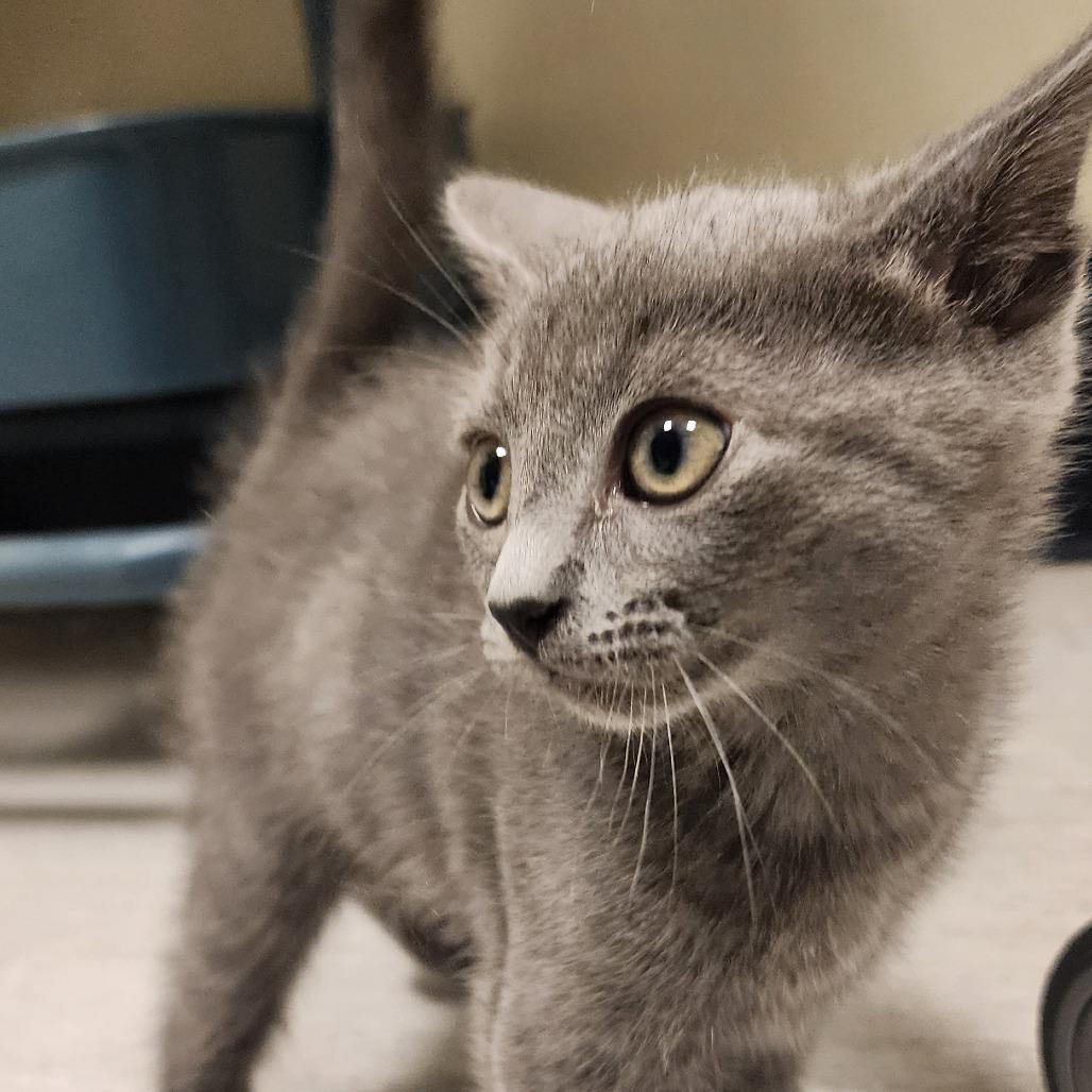 Dawn, a Adoptable Domestic Short Hair in Elizabeth City, NC image 5/6