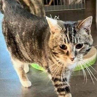 Enlarge Juju, a Adoptable Domestic Short Hair in Avon, IN image 1/1