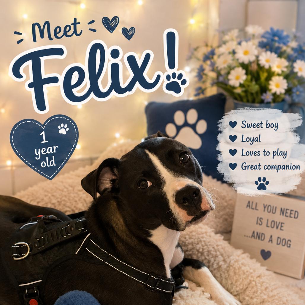 Enlarge Felix, a Adoptable mixed breed in Waldorf, MD image 1/3