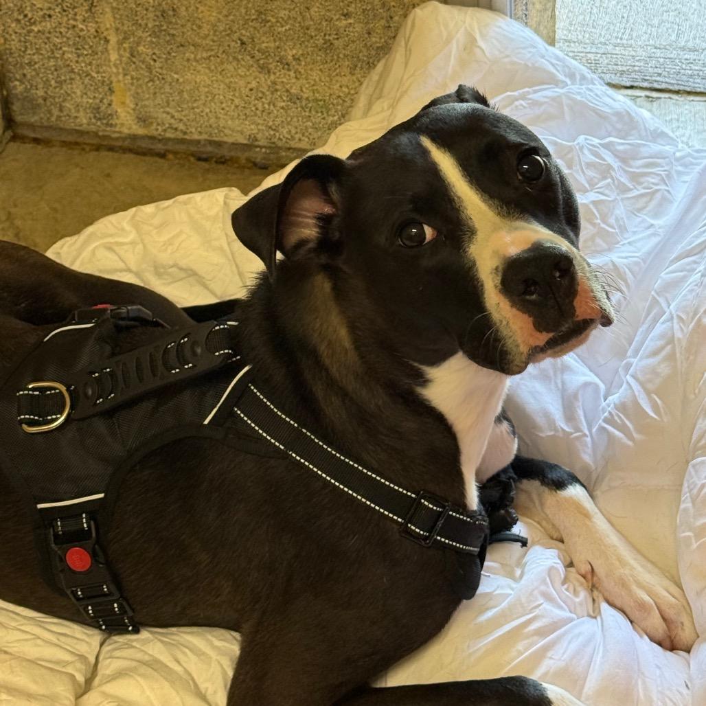 Enlarge Felix, a Adoptable mixed breed in Waldorf, MD image 3/3