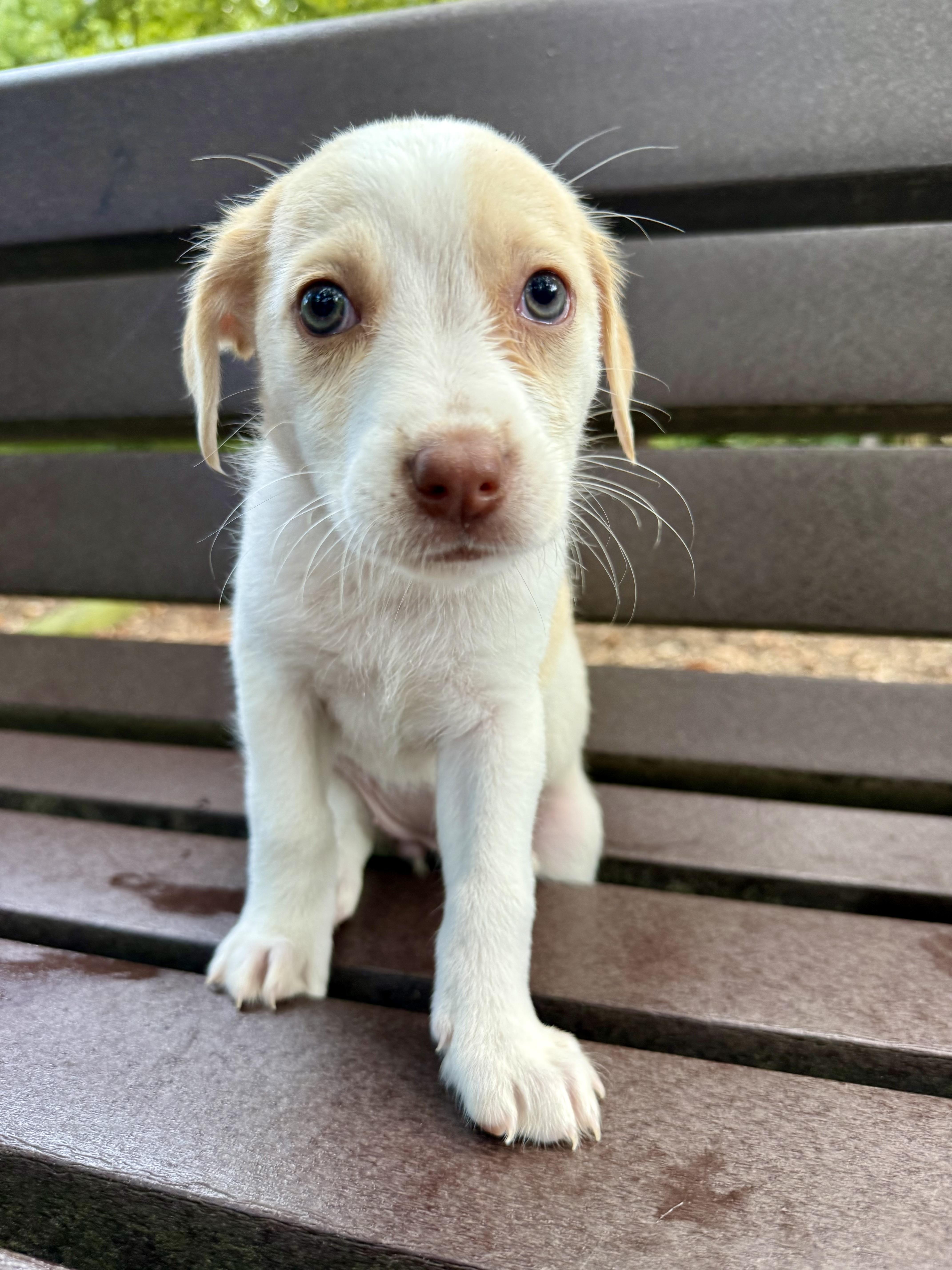 Gracie, ADOPTABLE, Puppy Female Hound.