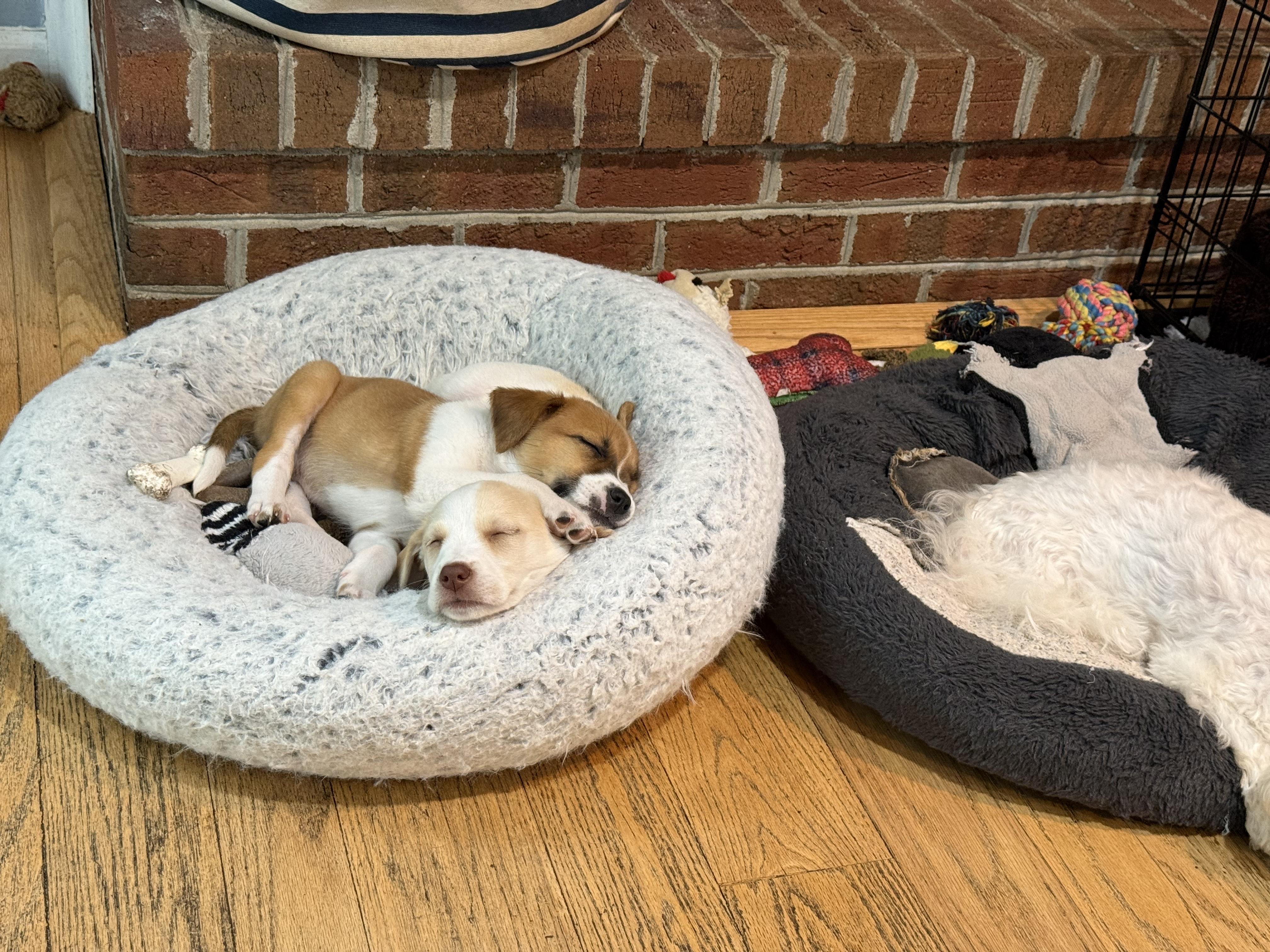 Enlarge Gracie, a ADOPTABLE mixed breed in Fairfax, VA image 3/4