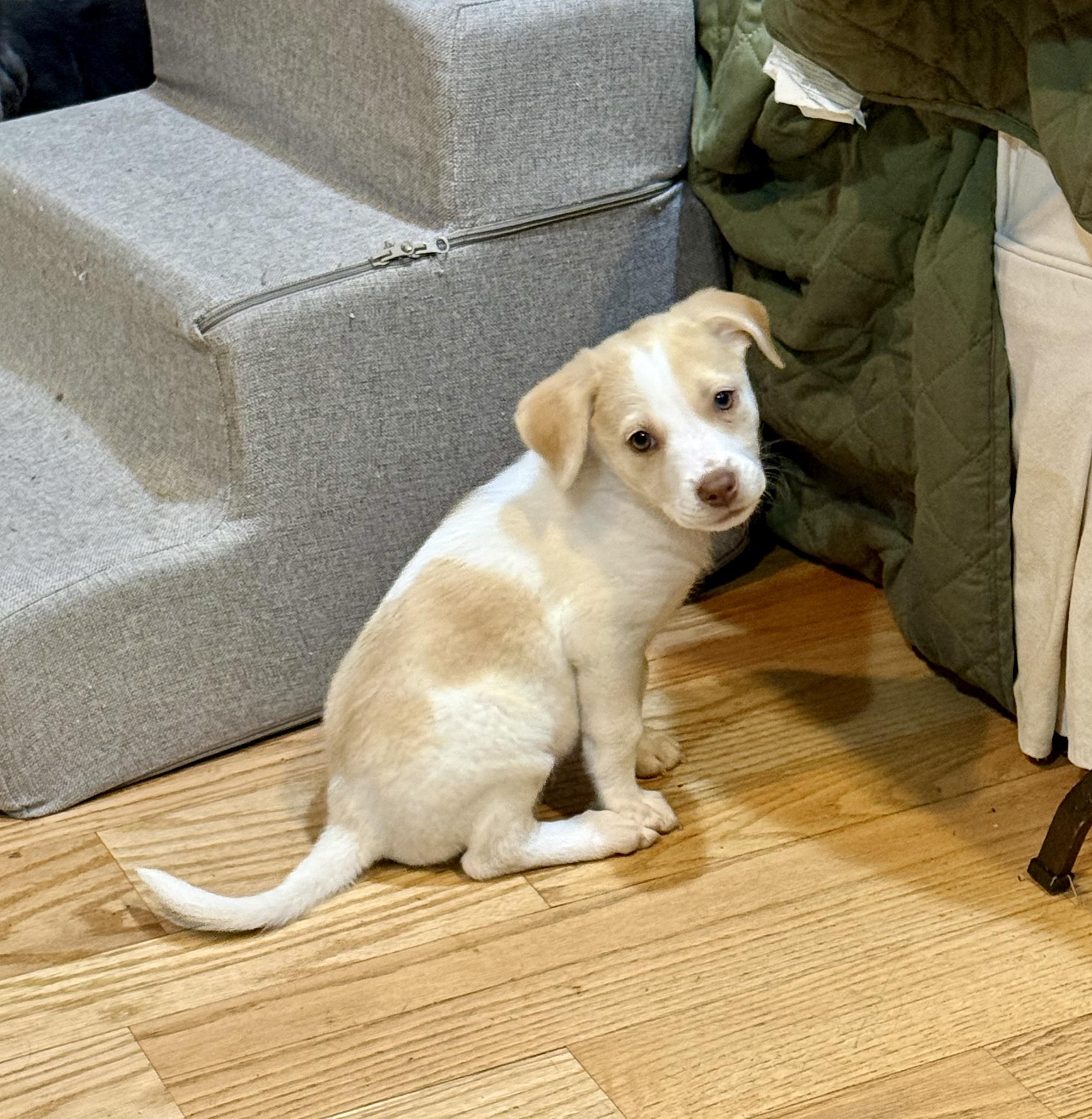 Enlarge Gracie, a ADOPTABLE mixed breed in Fairfax, VA image 2/4
