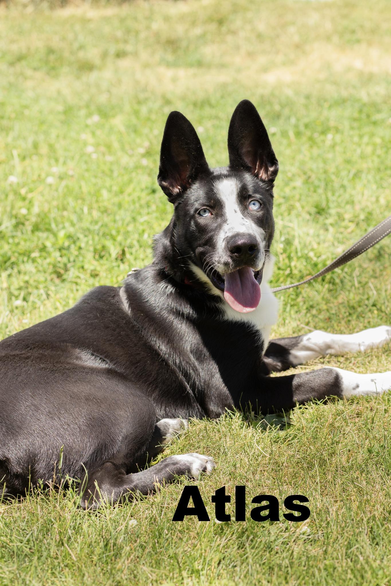 Enlarge Atlas, a ADOPTABLE Mixed Breed in Macomb, IL image 1/1
