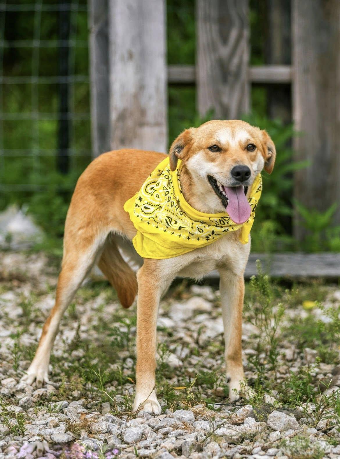 Cinderella, a Adoptable mixed breed in Holly Springs, MS image 1/2