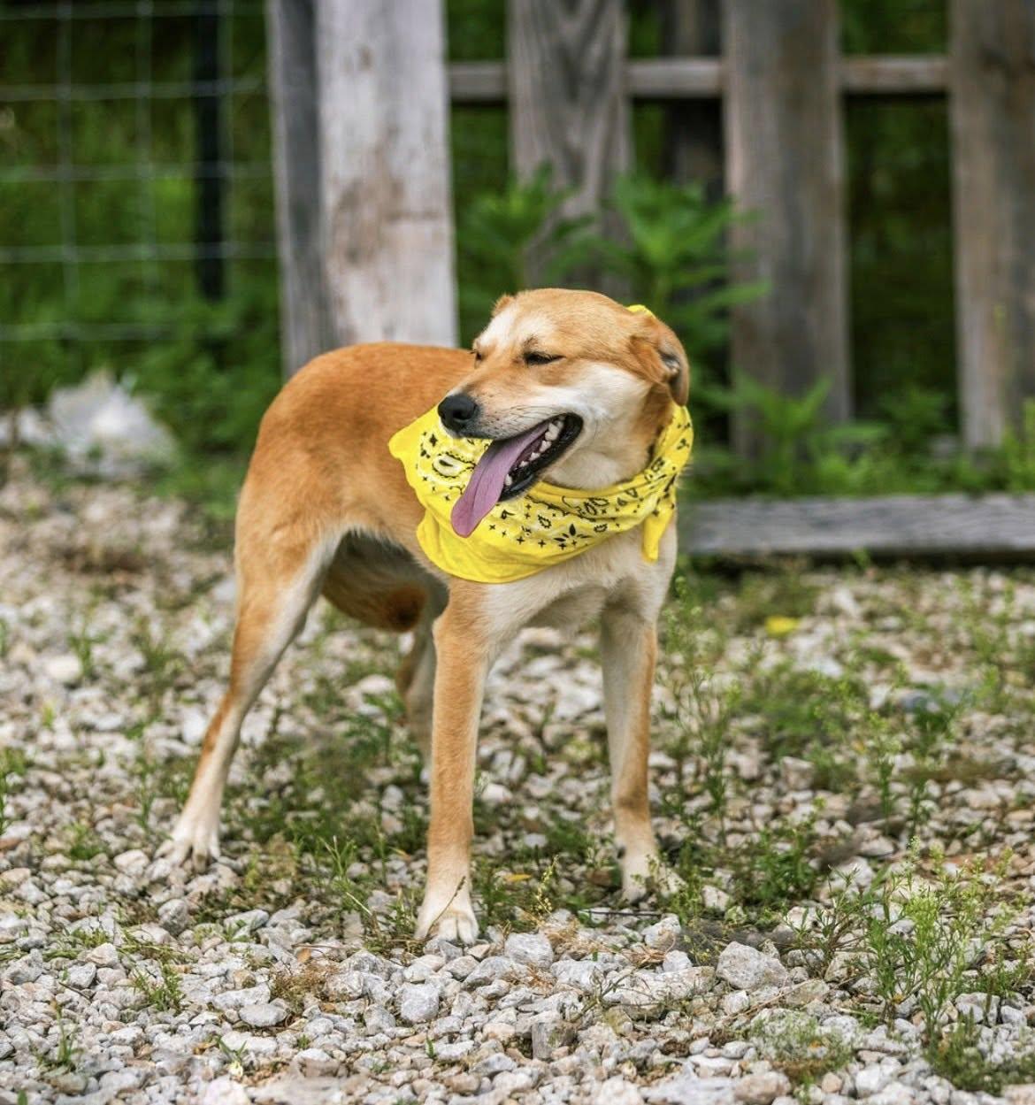 Cinderella, an adoptable Jindo, Carolina Dog in Holly Springs, MS, 38635 | Photo Image 2