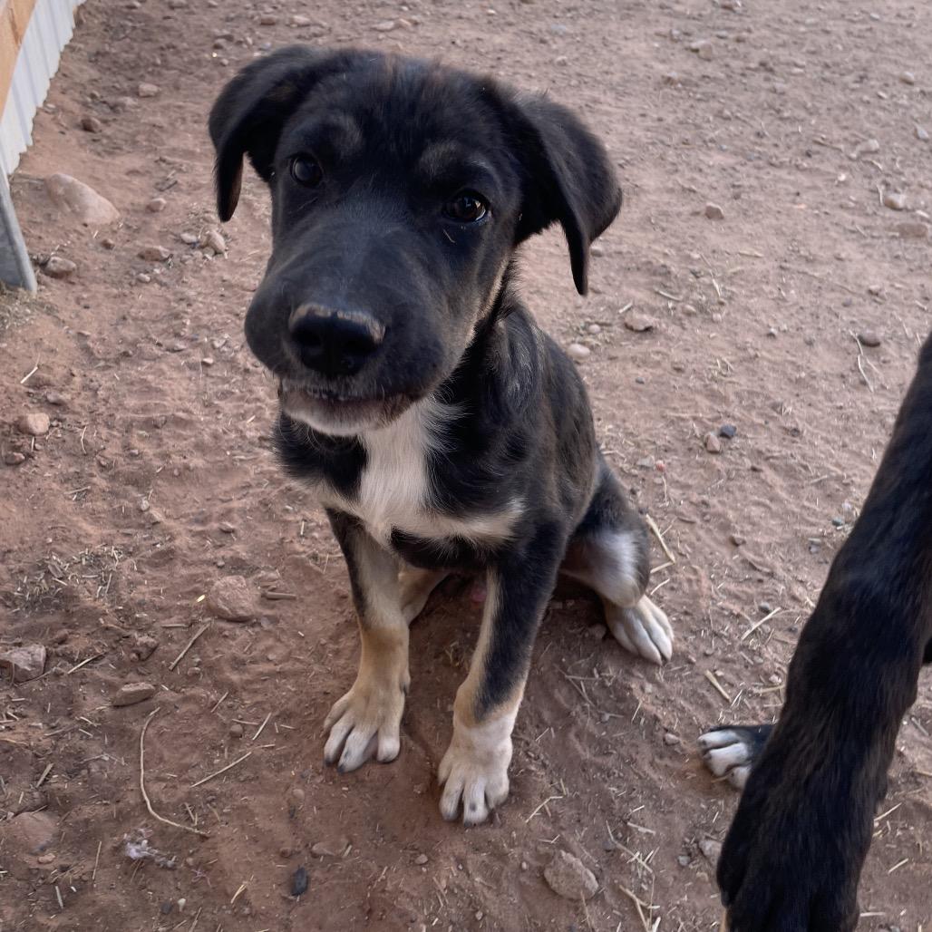Tooth (Walter), a Adoptable Mixed Breed in Moab, UT image 1/6