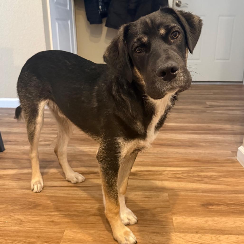 Tooth (Walter), a Adoptable Mixed Breed in Moab, UT image 2/6