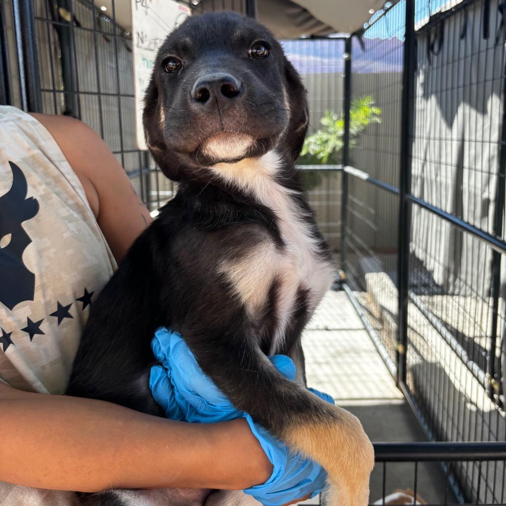 Tooth (Walter), a Adoptable Mixed Breed in Moab, UT image 3/6