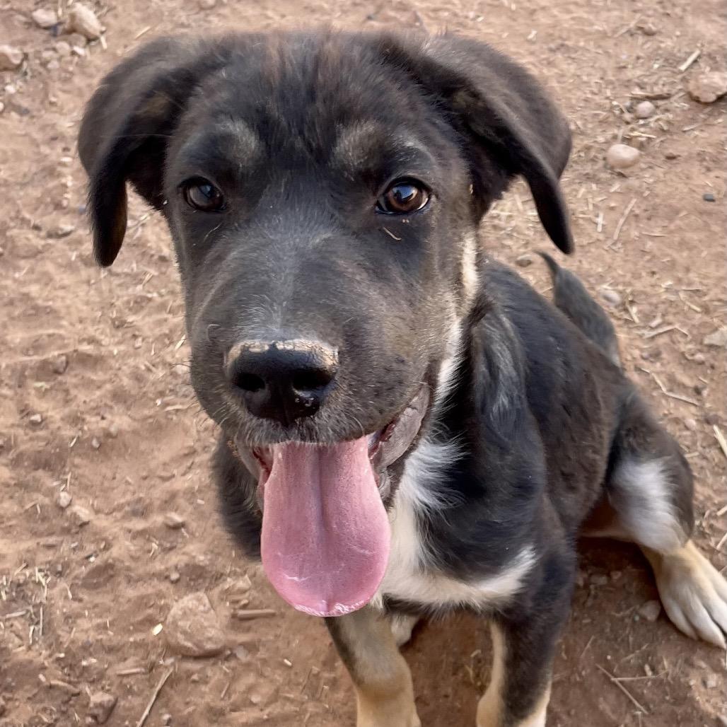 Tooth (Walter), a Adoptable Mixed Breed in Moab, UT image 4/6