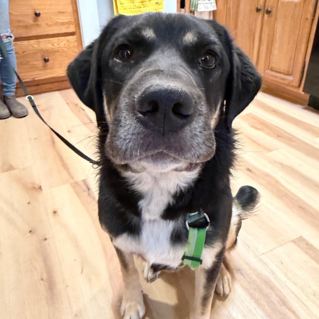 Enlarge Tooth (Walter), a Adoptable Mixed Breed in Moab, UT image 4/6
