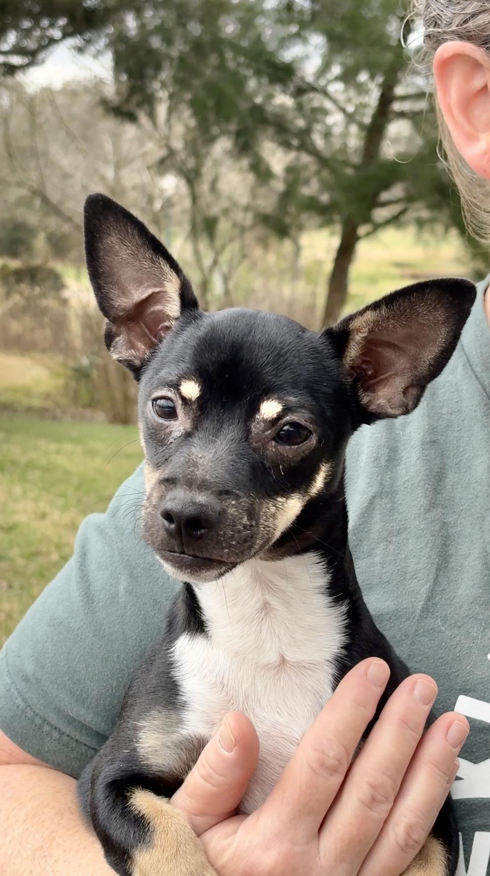 DAVY, Adoptable, Young Male Dachshund & Chihuahua.