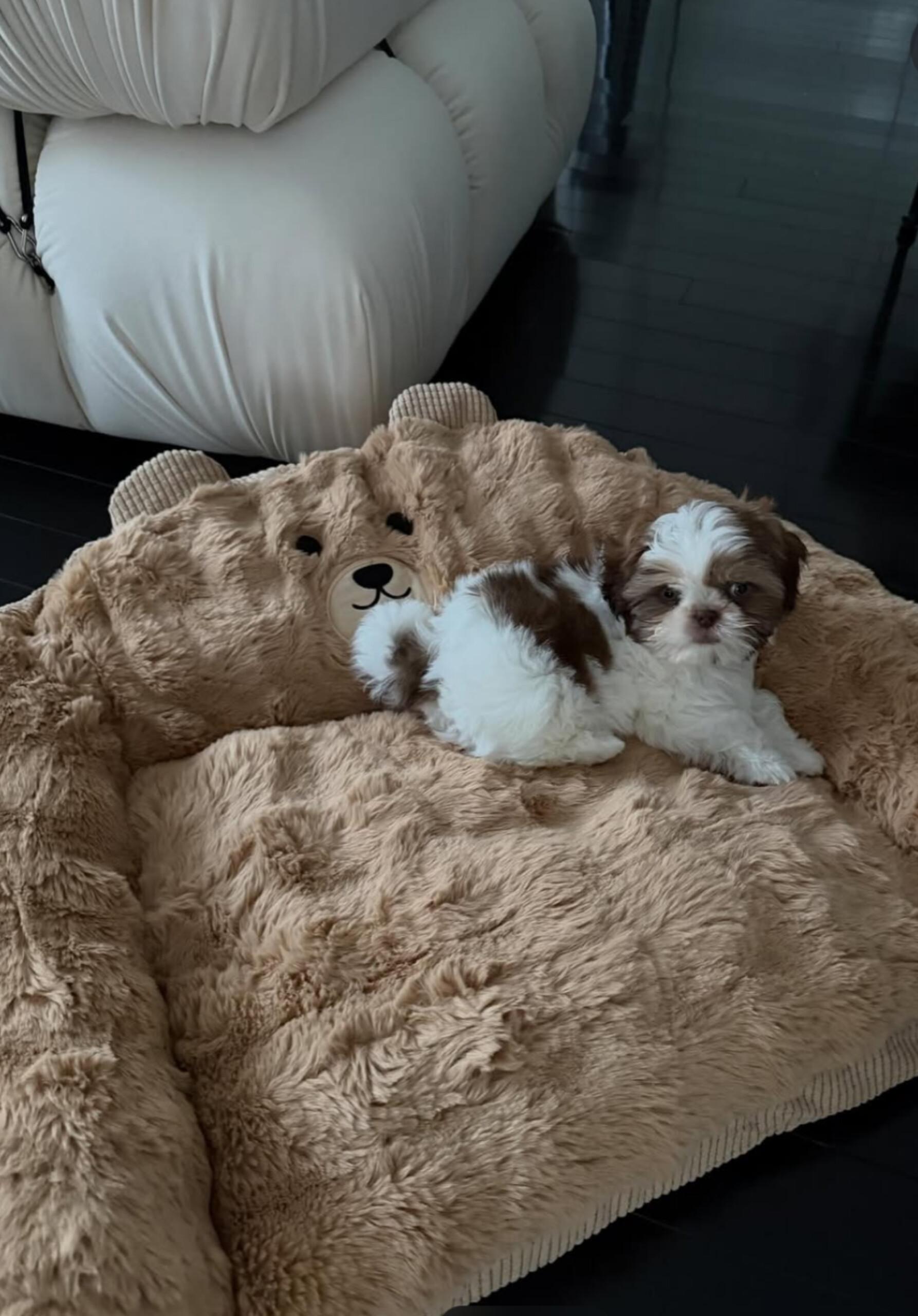 Milagro, Adopted, Young Male Shih Tzu.
