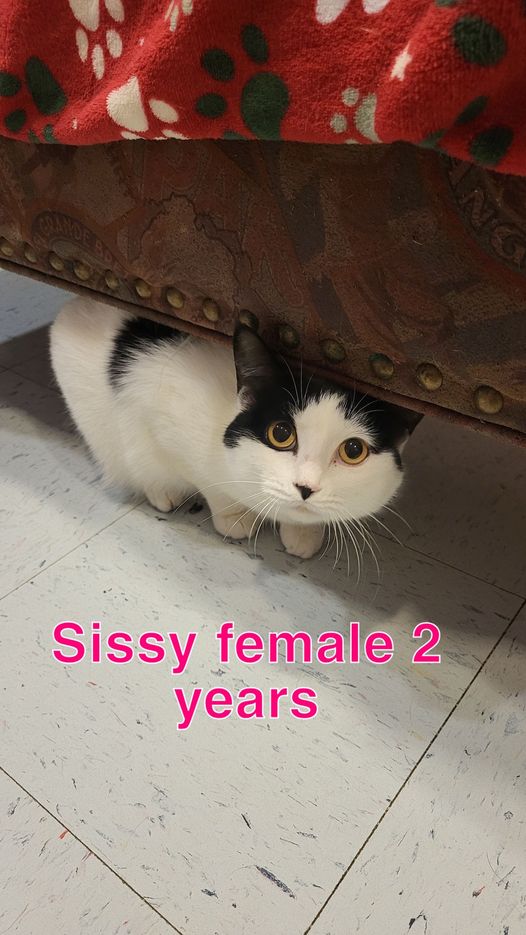 Cat for adoption Sissy ADOPTED!, a Domestic Short Hair in Amherst