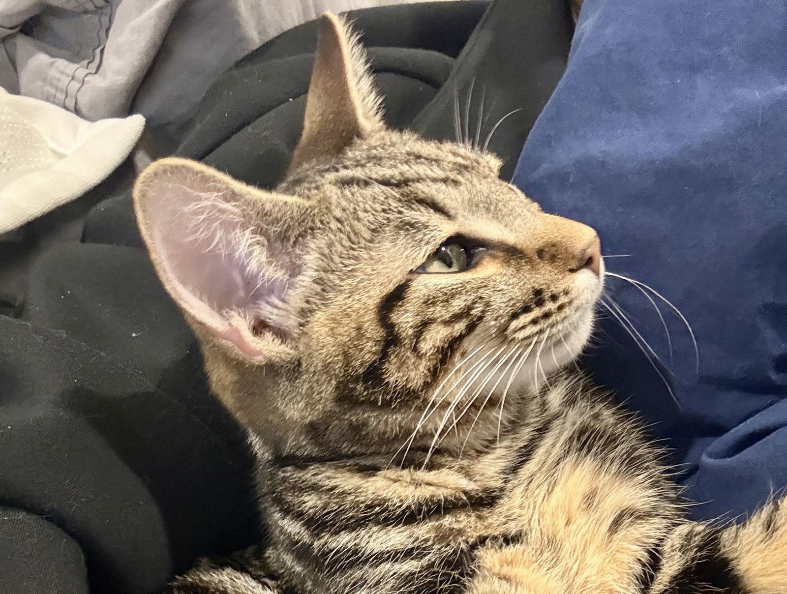 Gaia, Adopted, Kitten Male Domestic Short Hair.