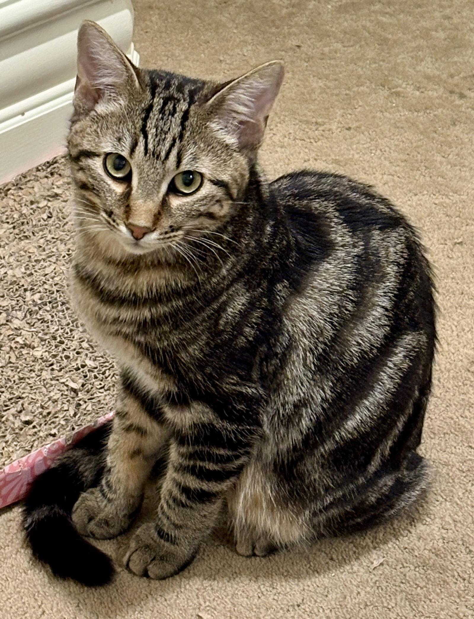 Enlarge Gaia, a Adopted Domestic Short Hair in Phoenix, AZ image 2/3