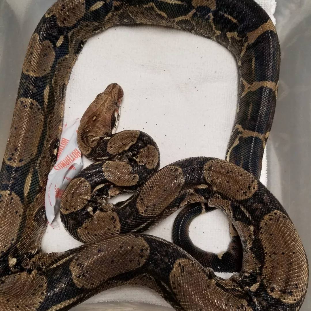 Enlarge BrightEyes, a Adoptable Boa Constrictor in Modesto, CA image 1/1