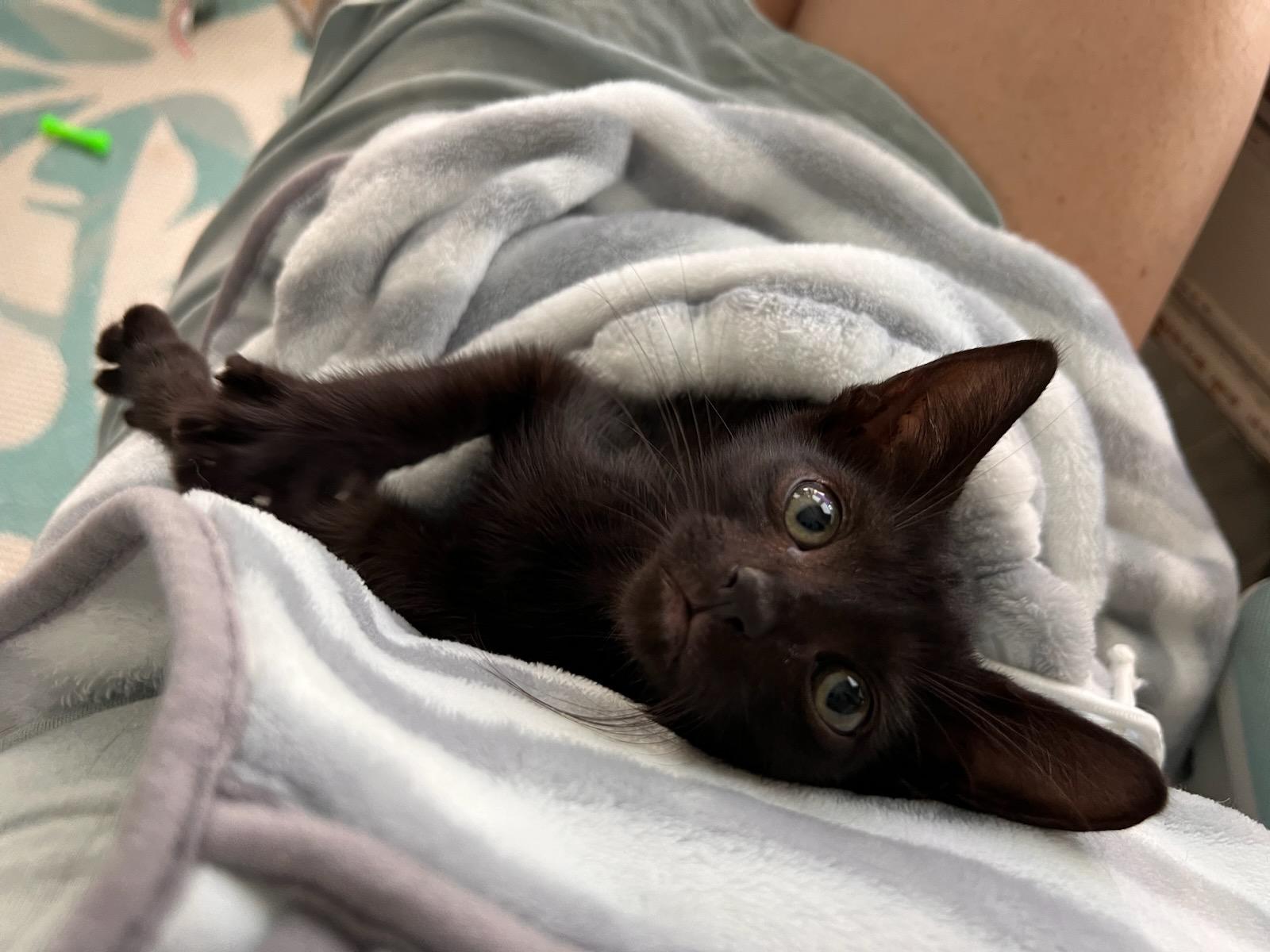 Enlarge James, a Adopted Domestic Short Hair in Bradenton, FL image 1/6