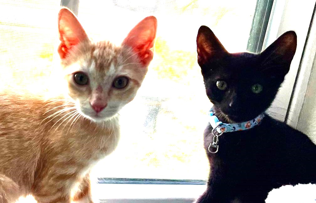 Enlarge James, a Adopted Domestic Short Hair in Bradenton, FL image 6/6