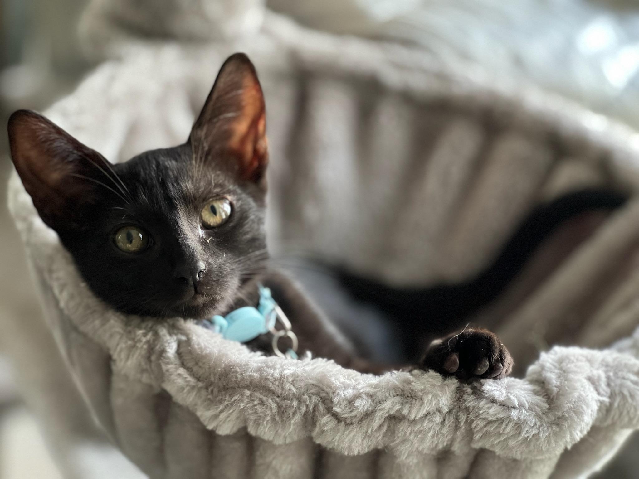 Enlarge James, a Adopted Domestic Short Hair in Bradenton, FL image 2/6