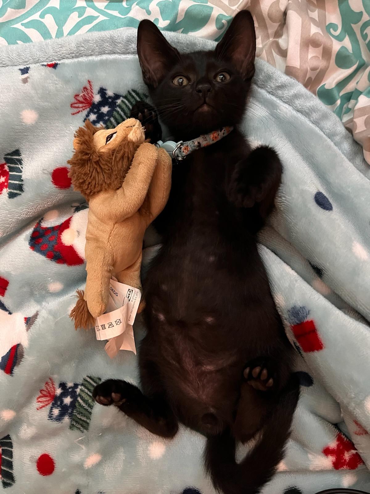 Enlarge James, a Adopted Domestic Short Hair in Bradenton, FL image 3/6