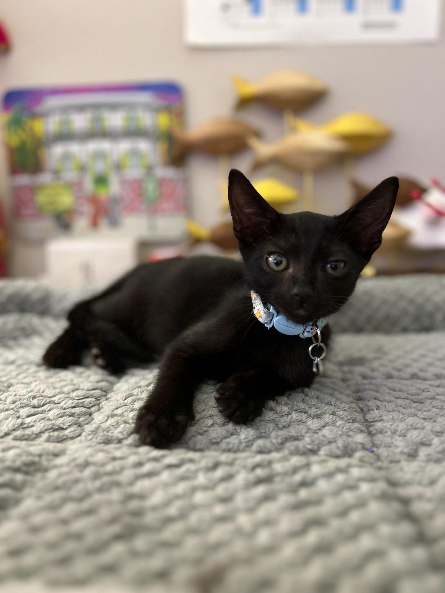 Enlarge James, a Adopted Domestic Short Hair in Bradenton, FL image 4/6