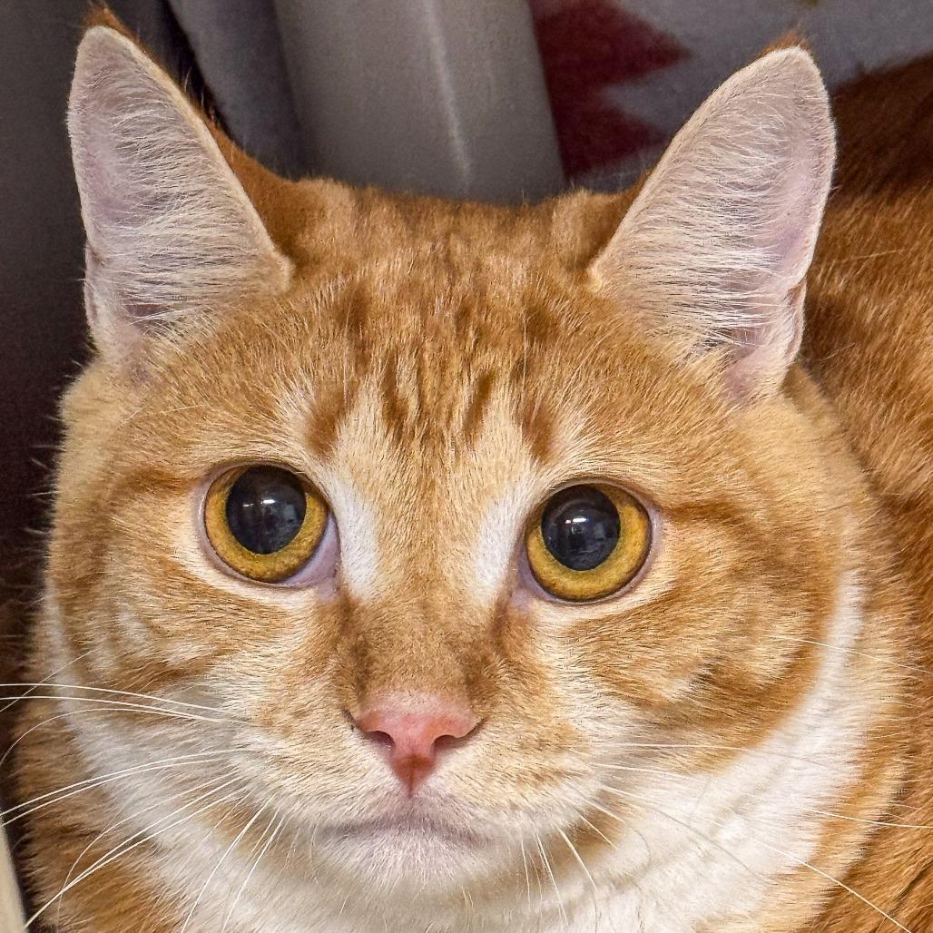 Phoebe *Avail by Appt*, Adoptable, Young Female Domestic Short Hair.