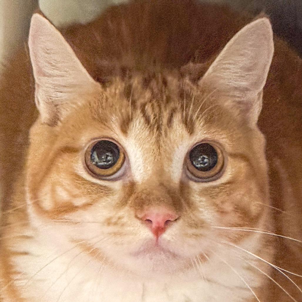 Enlarge Phoebe *Avail by Appt*, a Adoptable Domestic Short Hair in Kennebunk, ME image 2/4