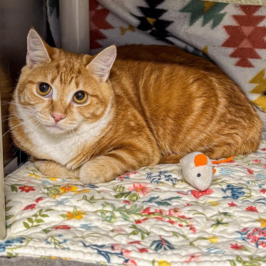 Enlarge Phoebe *Avail by Appt*, a Adoptable Domestic Short Hair in Kennebunk, ME image 3/4