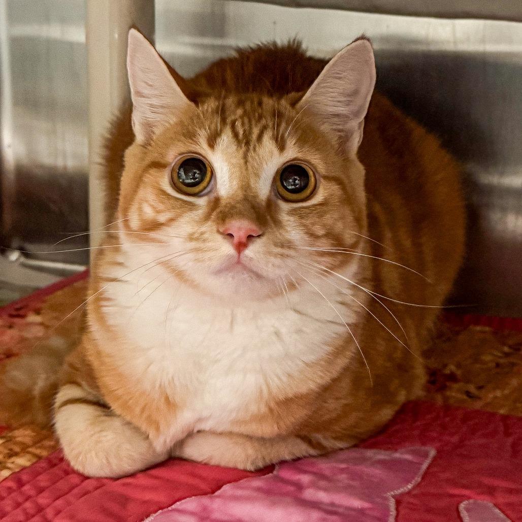 Enlarge Phoebe *Avail by Appt*, a Adoptable Domestic Short Hair in Kennebunk, ME image 4/4
