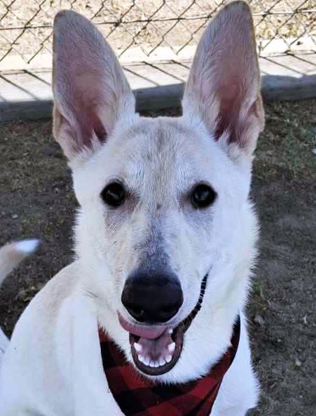 Bunny, adopted, Puppy Female German Shepherd Dog.