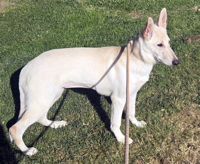 Enlarge Bunny, an adopted German Shepherd Dog in Phoenix, AZ image 3/5