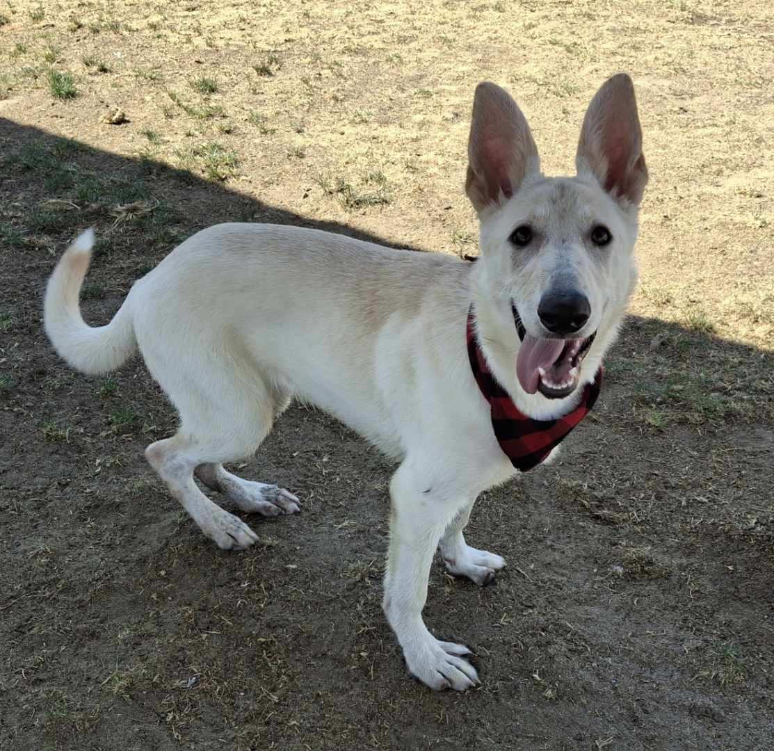 Enlarge Bunny, an adopted German Shepherd Dog in Phoenix, AZ image 2/5