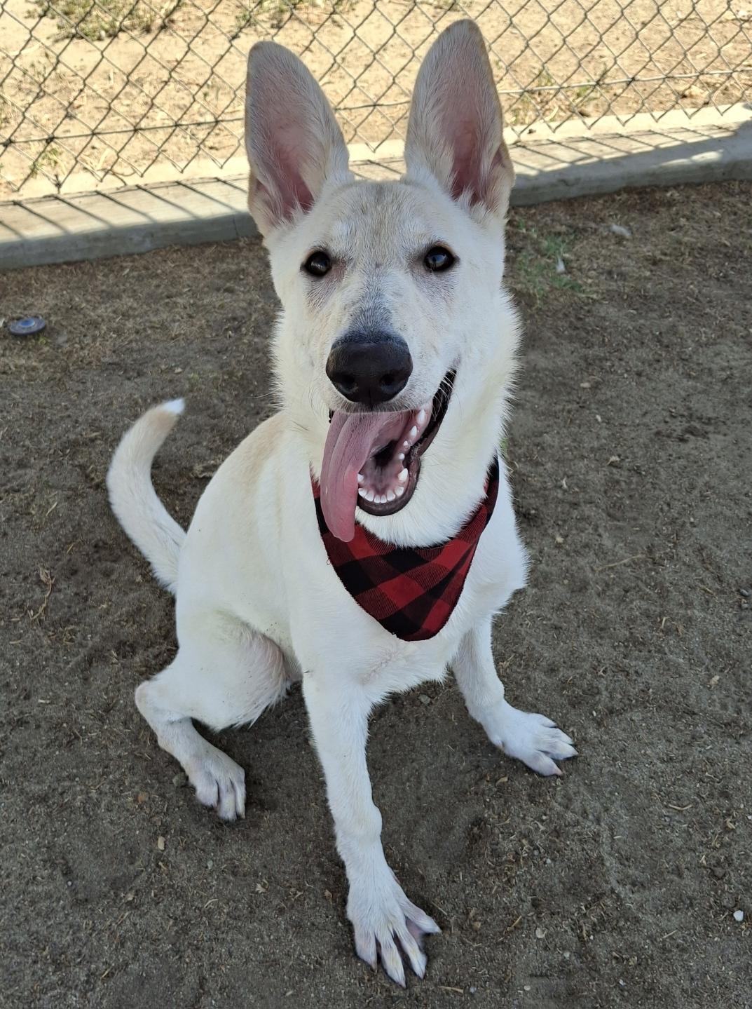 Enlarge Bunny, an adopted German Shepherd Dog in Phoenix, AZ image 5/5