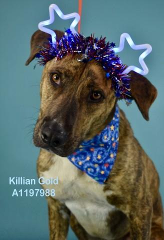 Enlarge Killian Gold - In foster. Needs forever home., a Adoptable Tennessee Treeing Brindle in Thousand Oaks, CA image 1/1
