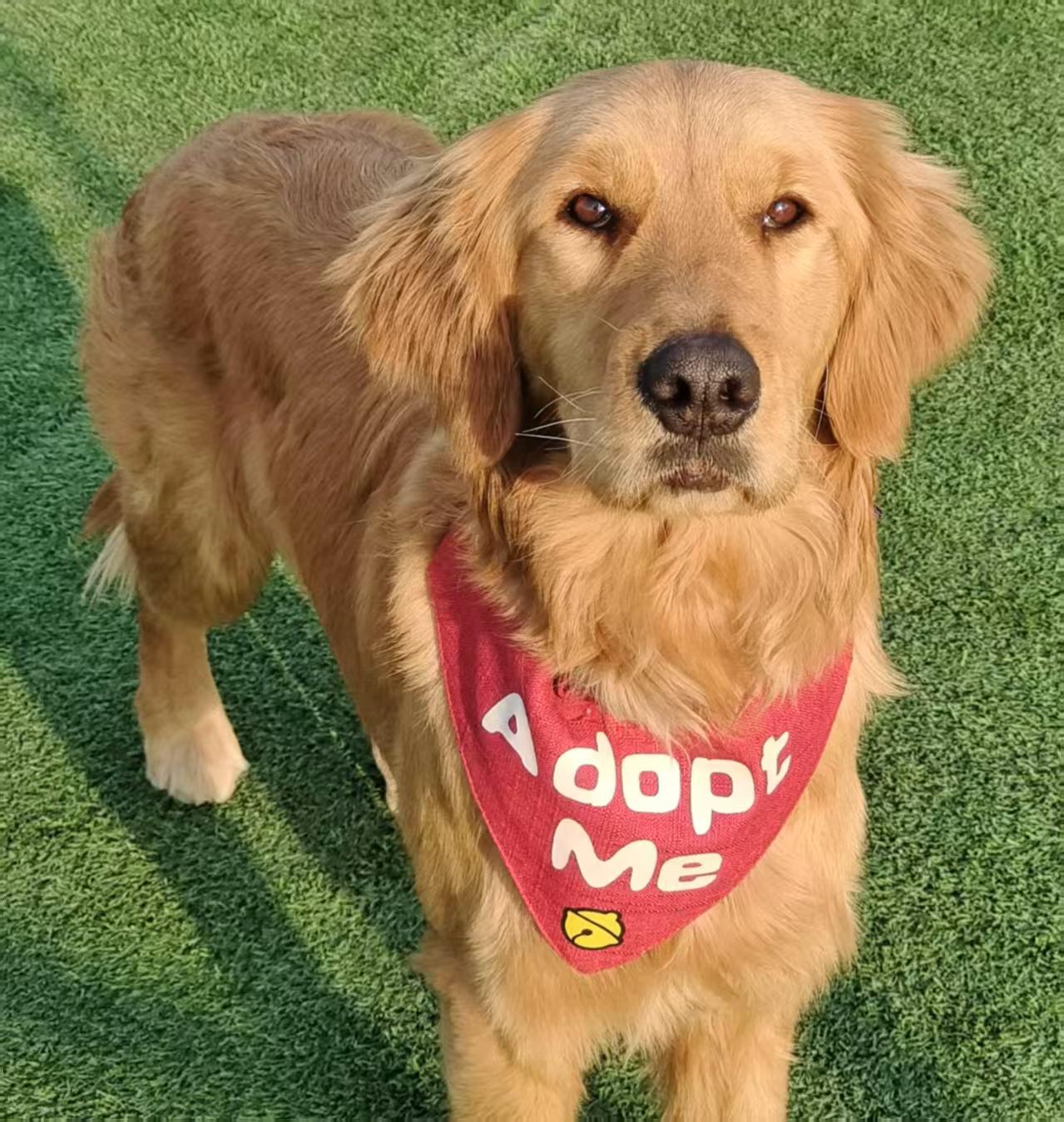 Enlarge Bella, a ADOPTABLE Golden Retriever in Kirkland, WA image 1/3