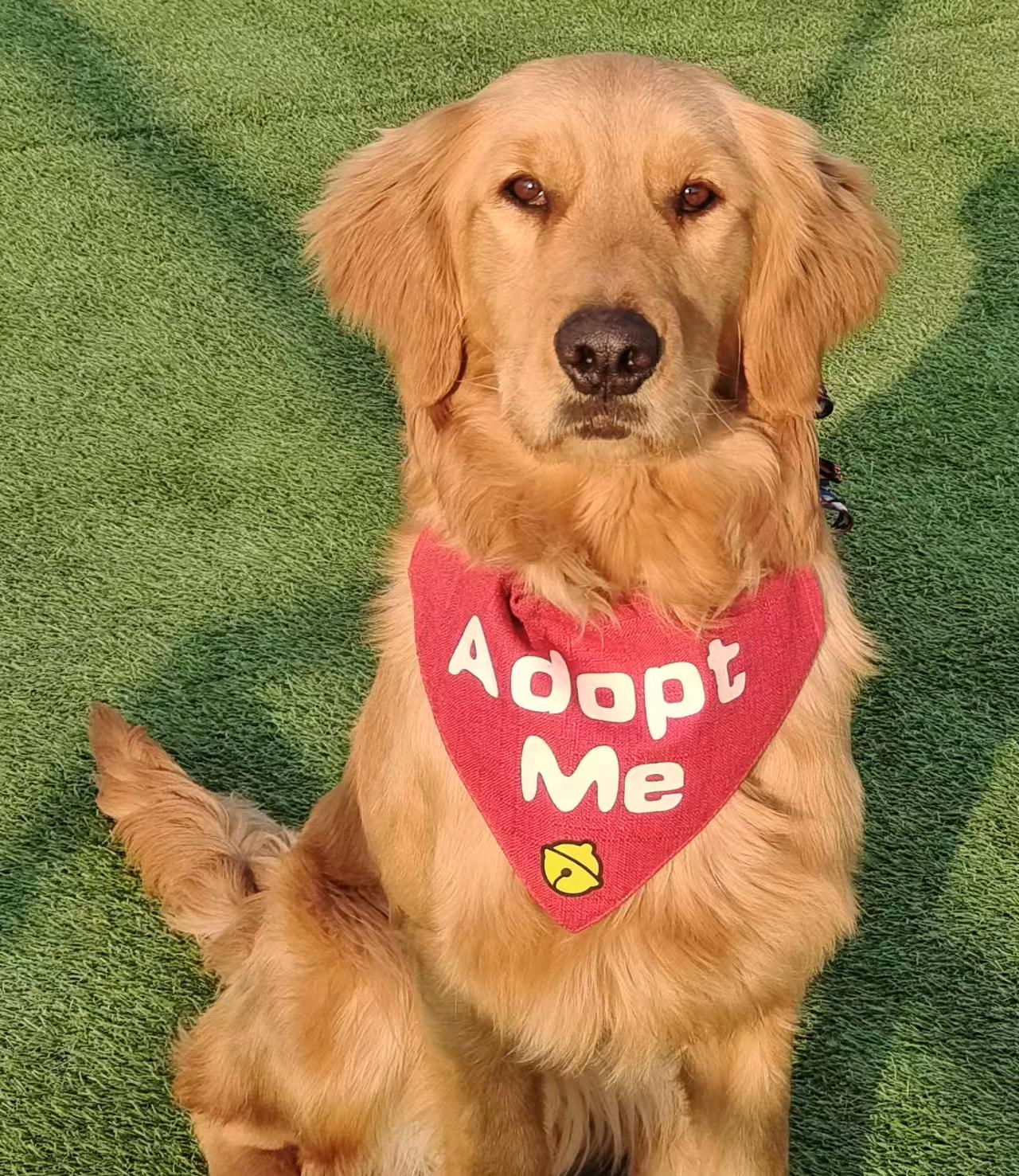 Enlarge Bella, a ADOPTABLE Golden Retriever in Kirkland, WA image 2/3