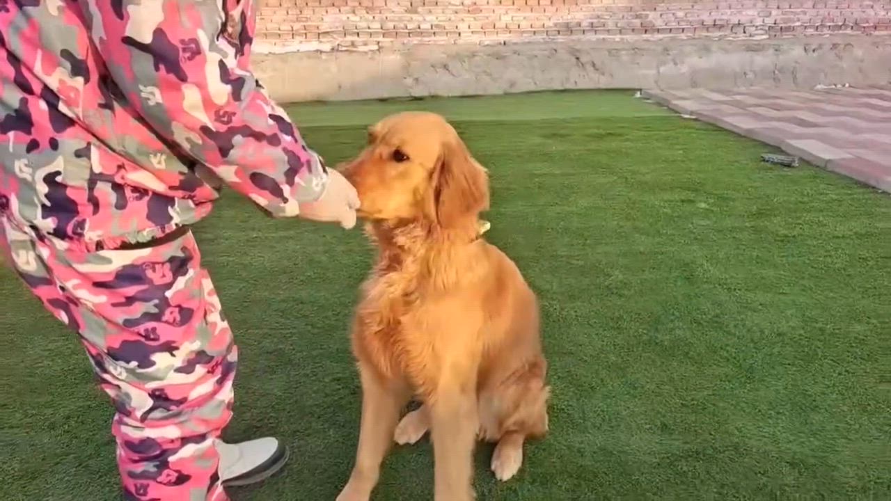 Enlarge Bella, a ADOPTABLE Golden Retriever in Kirkland, WA video 3/3