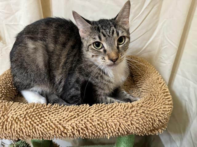 Bugs-Rolly Polly, Adoptable, Young Male Domestic Short Hair.