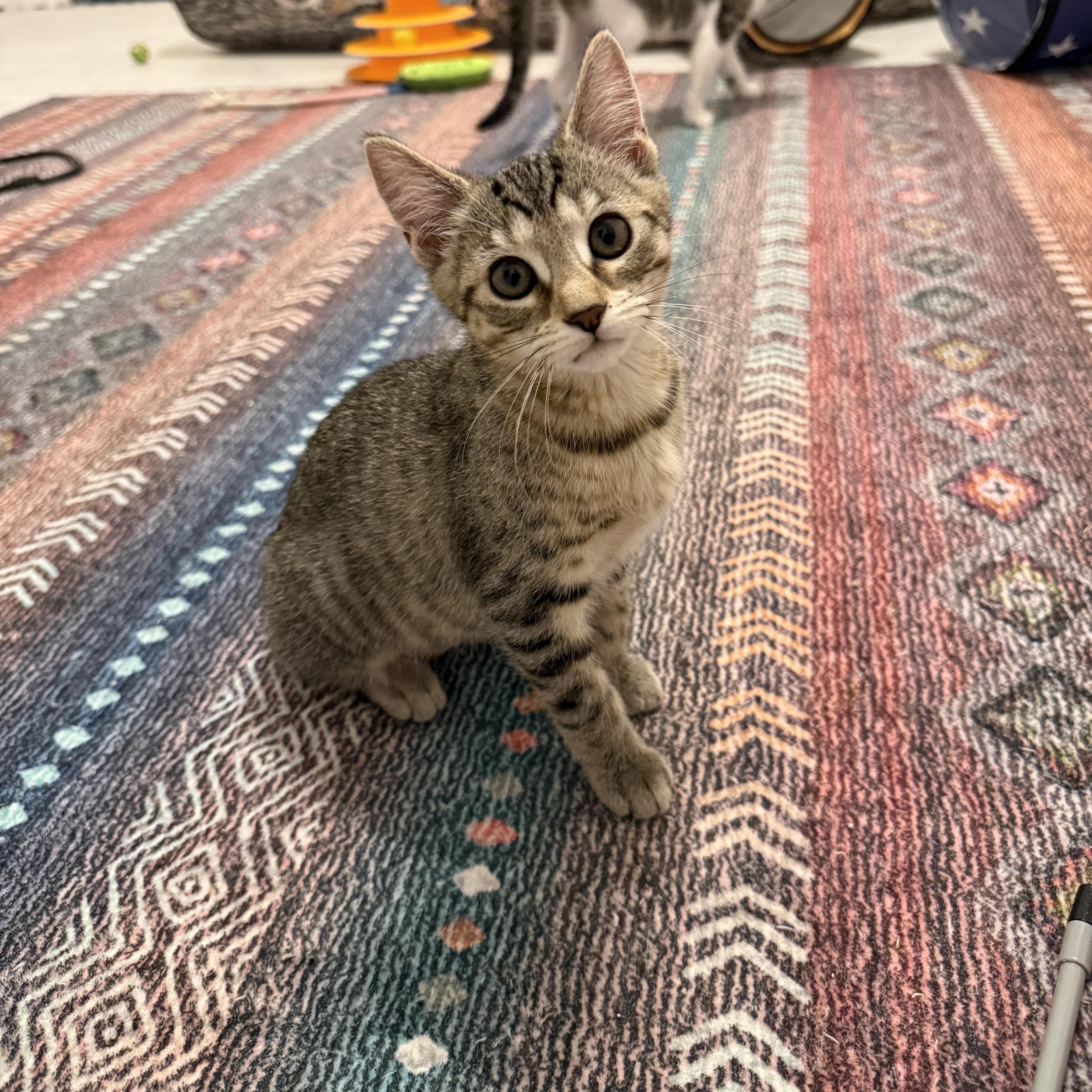 Lucky Charms - Clover, a Adoptable Domestic Short Hair in Leesburg, VA image 5/6