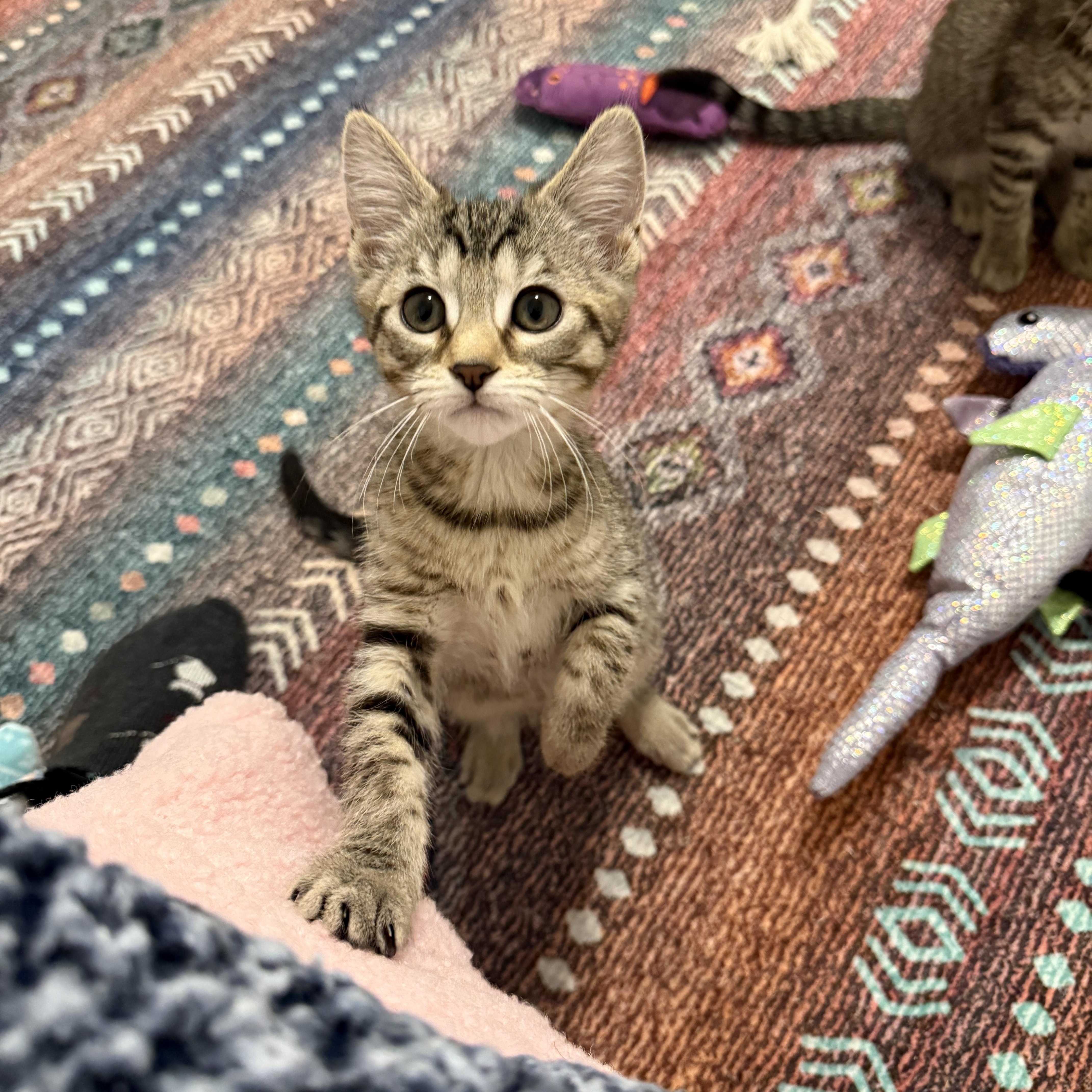 Lucky Charms - Clover, a Adoptable Domestic Short Hair in Leesburg, VA image 1/6
