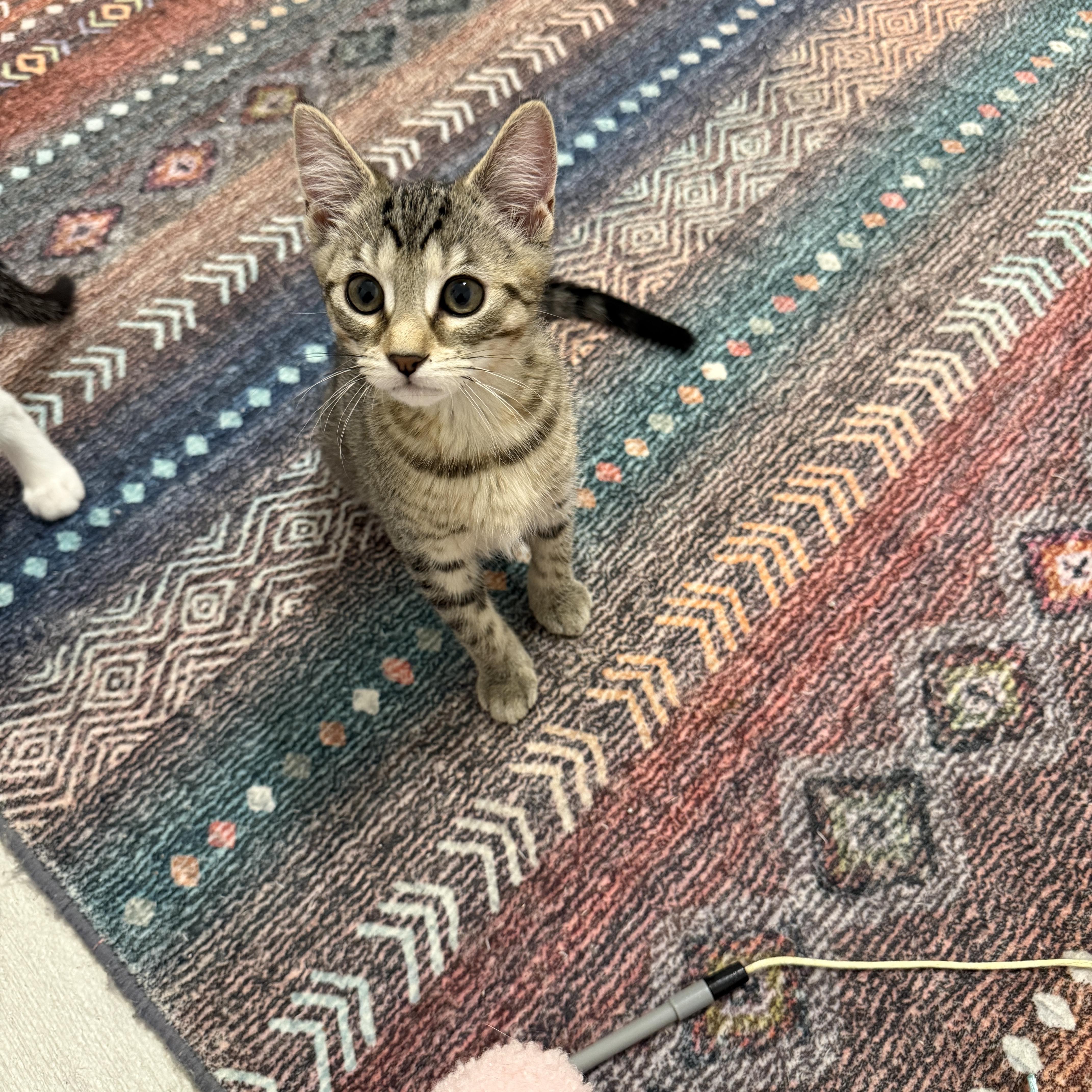 Lucky Charms - Clover, a Adoptable Domestic Short Hair in Leesburg, VA image 6/6